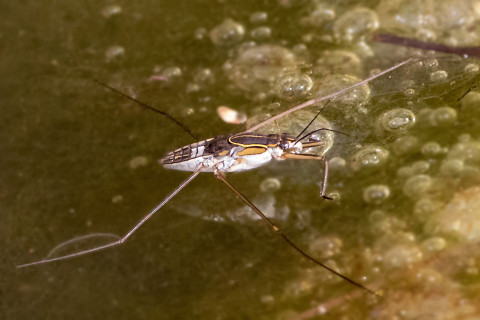 Water Strider (Limnogonus sp) (Limnogonus sp)